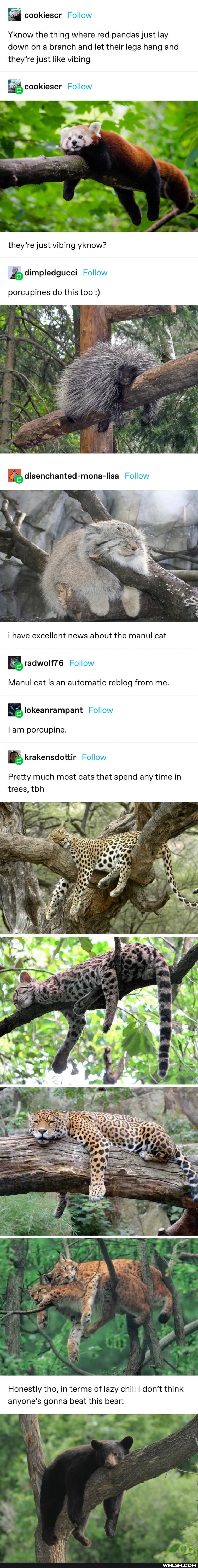 Yknow the thing where red pandas just lay down on branch and let their legs hang and they're just like vibing
cookiescr
Follow
they're just vibing yknow?
Follow
dimpledgucci
porcupines do this too
i have excellent news about the manul cat
Follow
Manul cat is an automatic reblog from me.
Follow
BB okeanrampant Follow
lam porcupine.
Follow
Pretty much most cats that spend any time in trees, toh
Honestly tho, in terms of lazy chill I don't think anyone's gonna beat this bear: