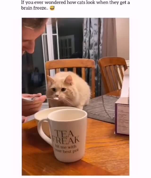 If you ever wondered how cats look when they get a brain freeze. )