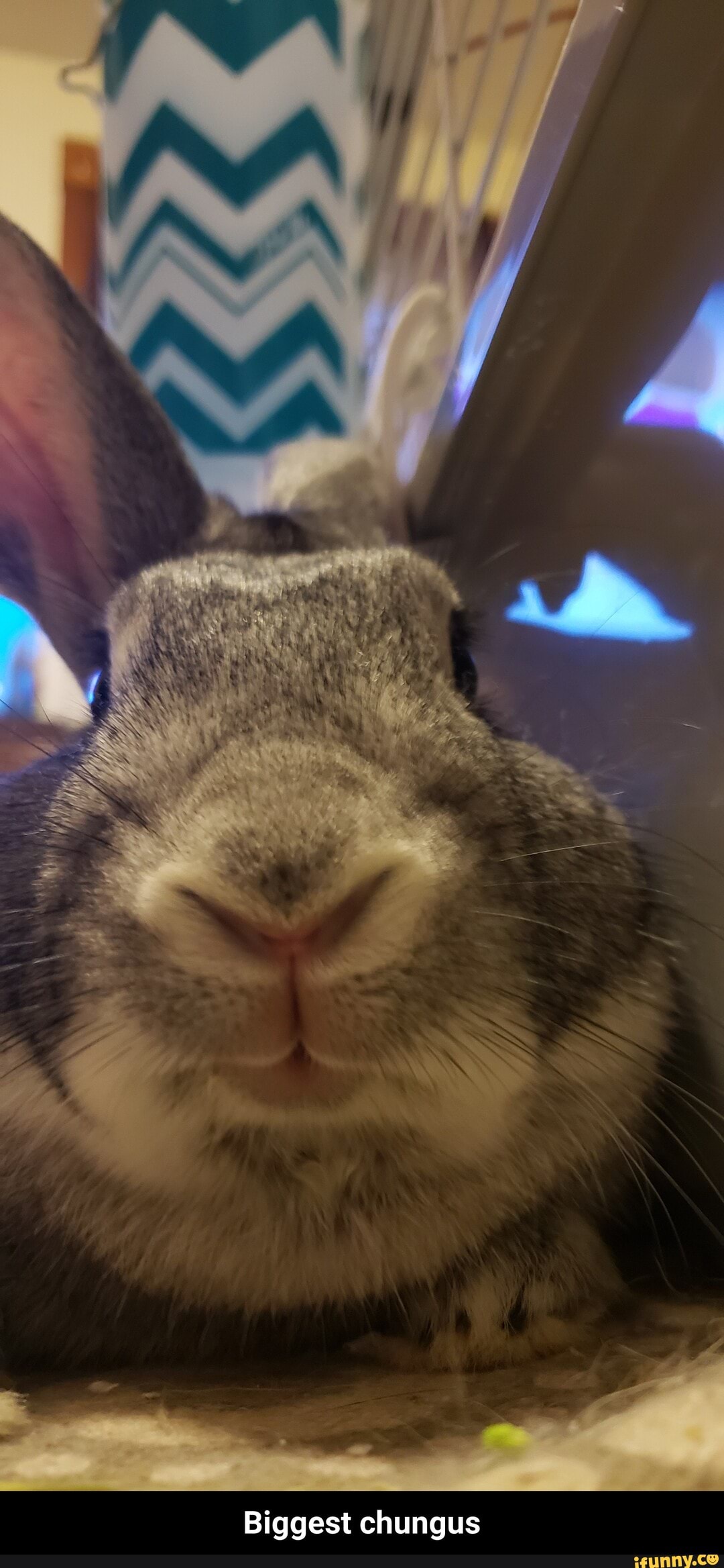 Biggest chungus