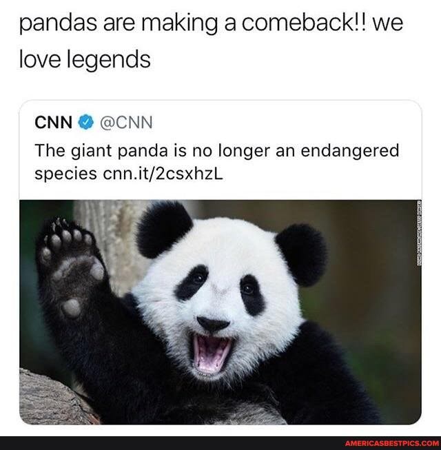 Pandas are making a comeback!! we love legends CNN @ @CNN The giant ...