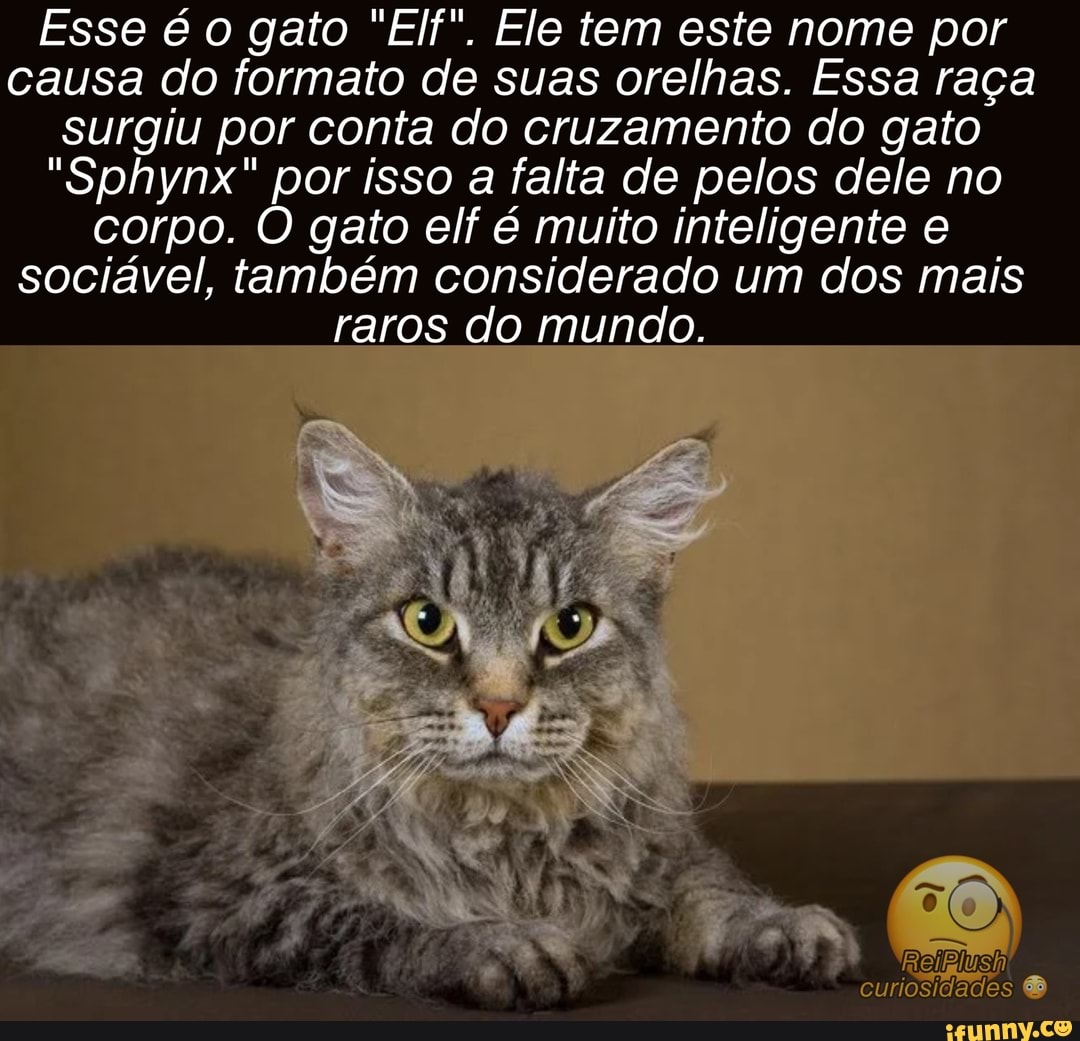 Esse é o gato "Elf". Ele tem este nome por causa do formato de suas orelhas. Essa raça surgiu por conta do cruzamento do gato
"Sphynx" por isso a falta de pelos dele no corpo. O gato elf é muito inteligente e sociável, também considerado um dos mais raros do mundo.
curiosidades