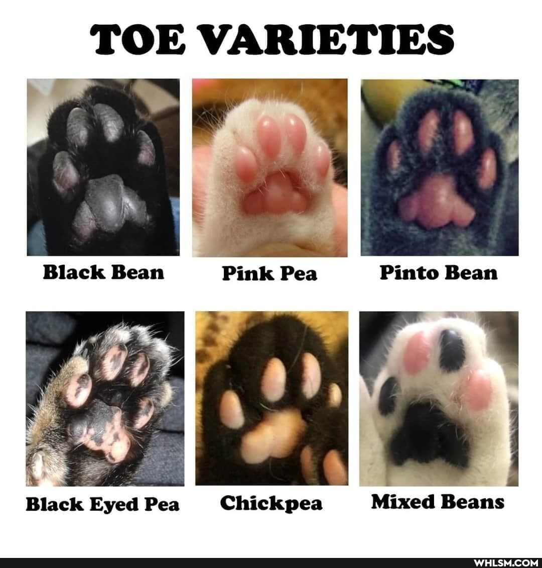 TOE
VAN
Black Bean Pink Pea Pinto Bean
Black Eyed Pea Chickpea Mixed Beans