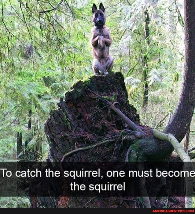 ff
To catch the squirrel, one must become the squirrel