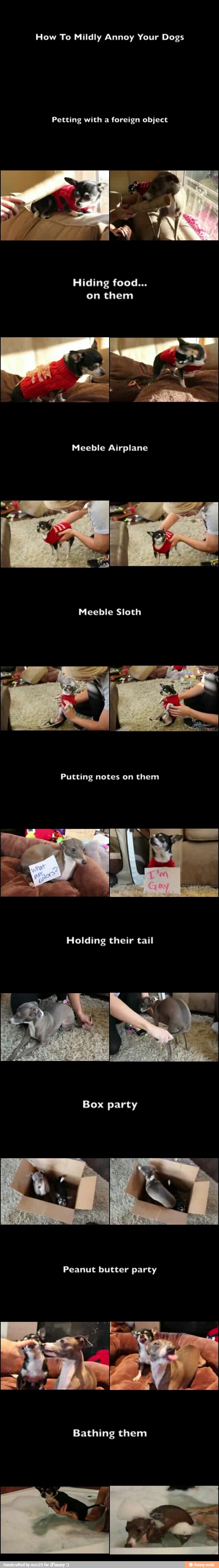 How To Mildly Annoy Your Dogs
Petting with a foreign object
Hiding food...
on them