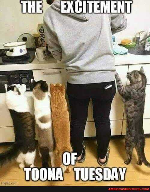 THE EXCITEMENT:
TOONA TUESHAY