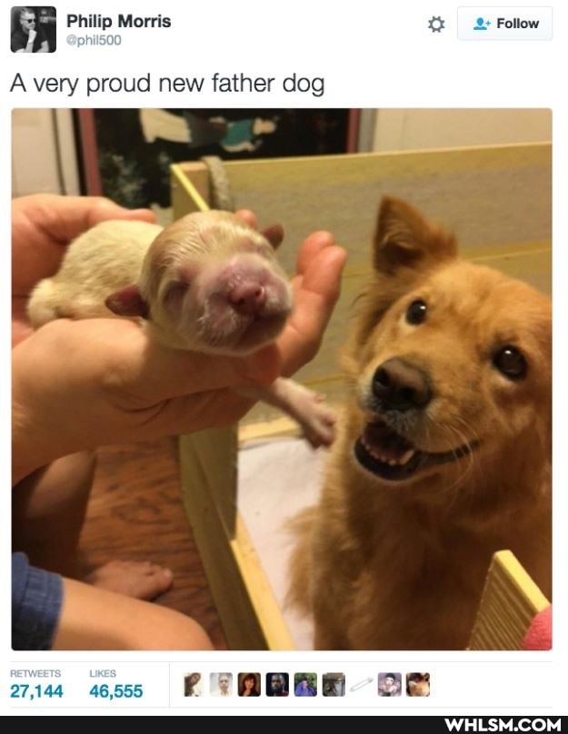 Philip Morris Follow
A very proud new father dog