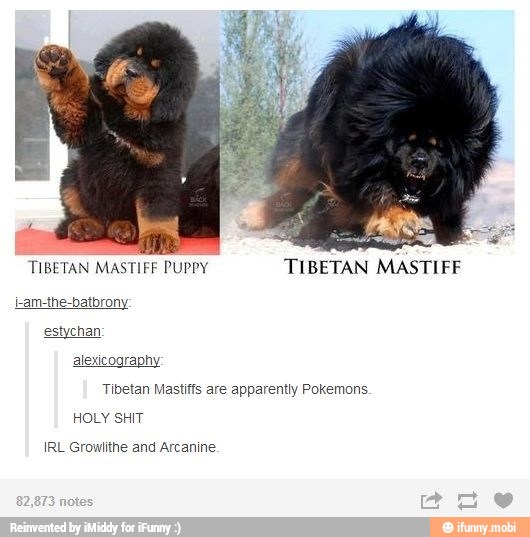 tibetan mastiff reddit