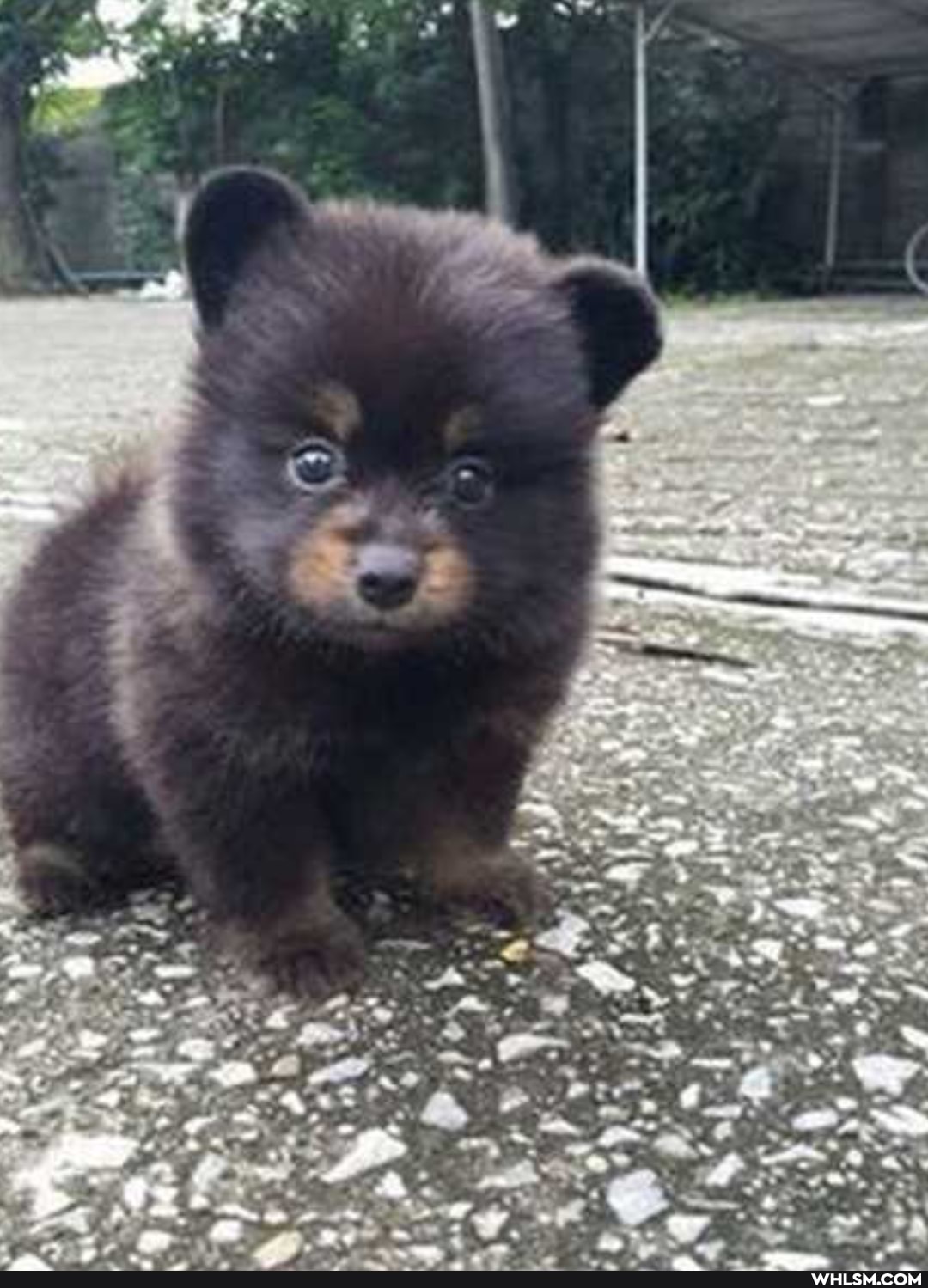 adorable, baby, baby_animals, puppy