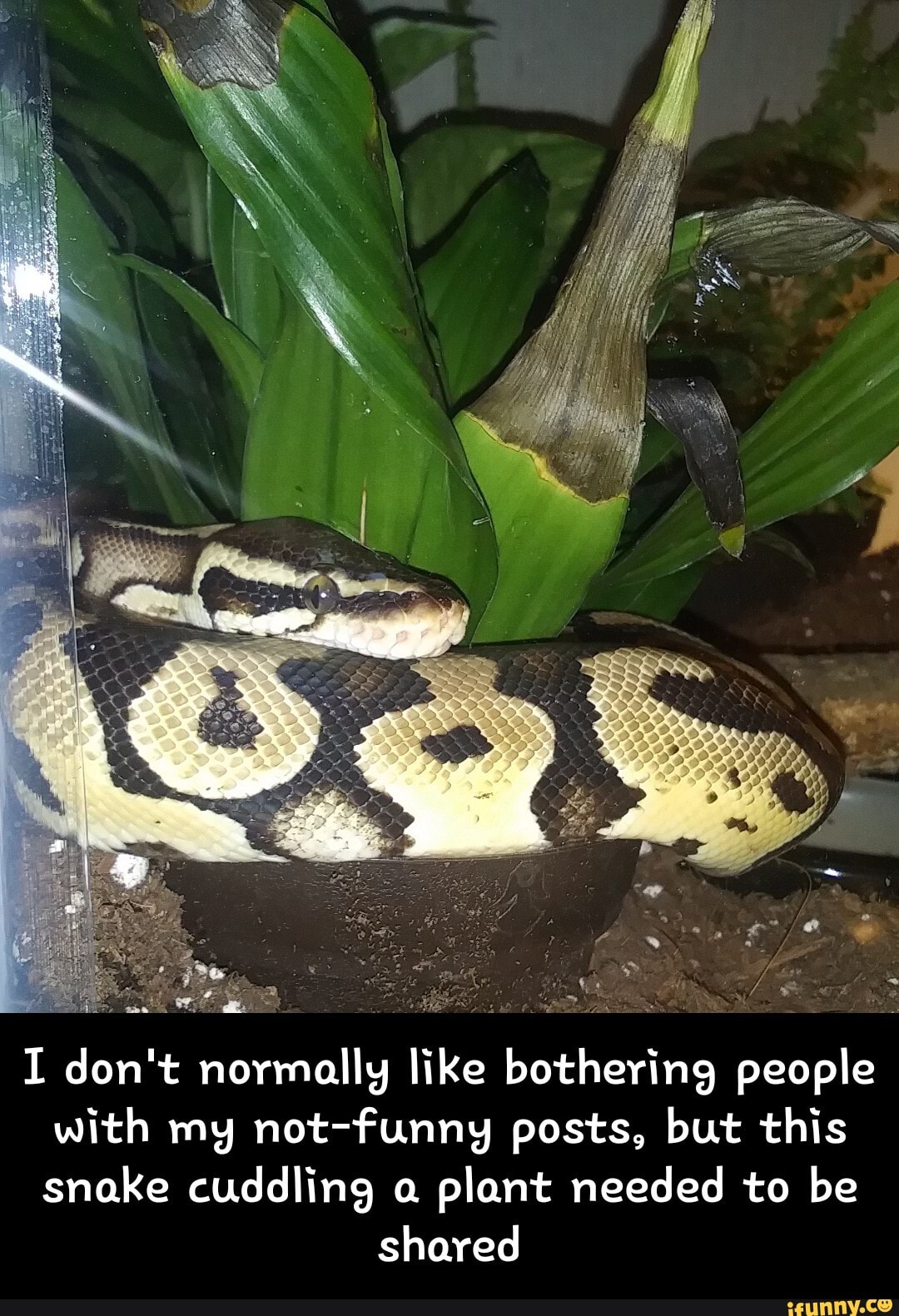 I don't normally like bothering people with my not-funny posts, but this snake cuddling a plant needed to be
shared - I don't normally like bothering people with my not-funny posts, but this snake cuddling a plant needed to be shared