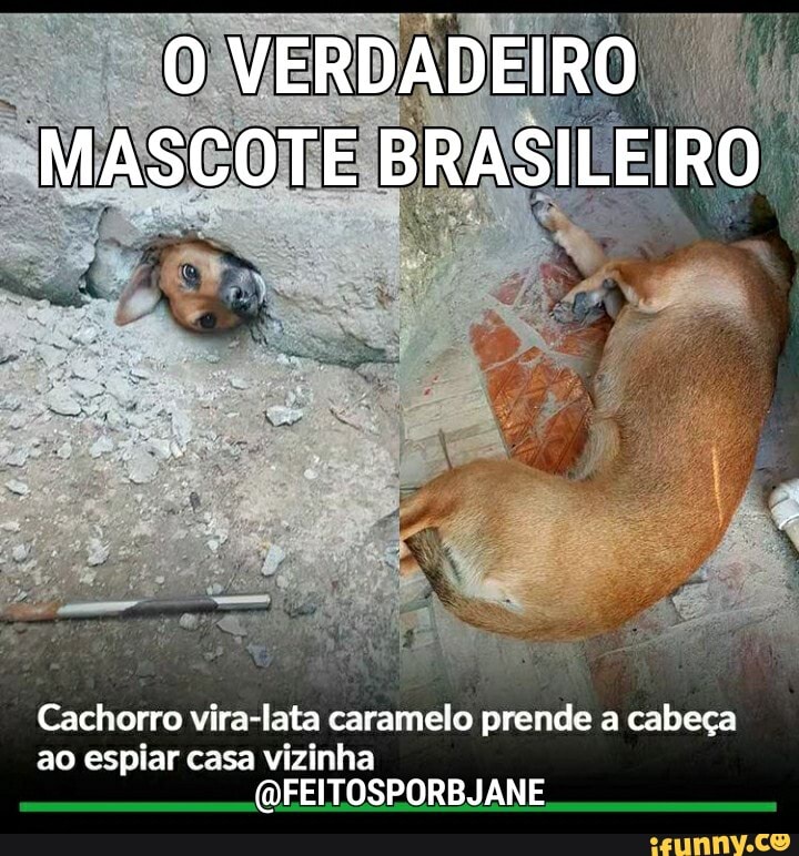 O VERDADEIRO MASCOTE BRASILEIRO
Cachorro ao espiar vira- casa ta carameto prende a cabeça ao espiar
EITOSPOREJANE