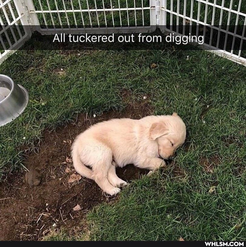 All tuckered out from digging io
