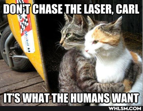 DONIT CHASE THE LASER, CARL
IT'S WHAT THE HEMANS WANT