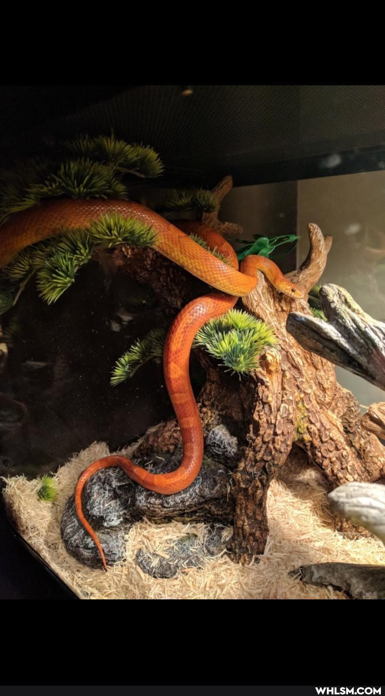 snake, reptiles, cornsnake, ss, es, re