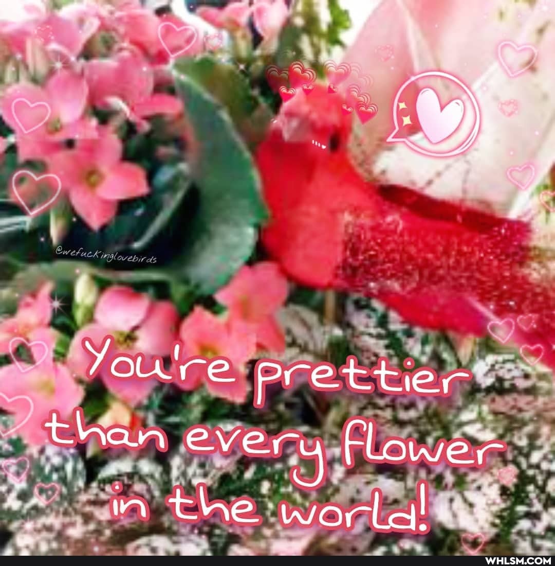 Youire prettier the worlal