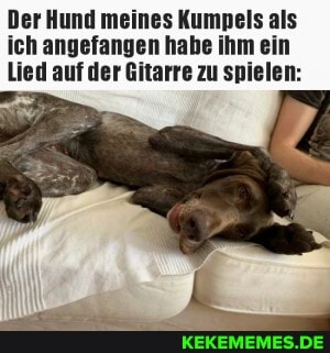 Der Hund meines Kumpels als ich angefangen habe ihm ein
Lied auf der Gitarre zu spielen: