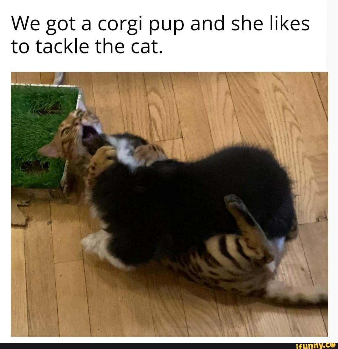 We got a corgi pup and she likes to tackle the cat.