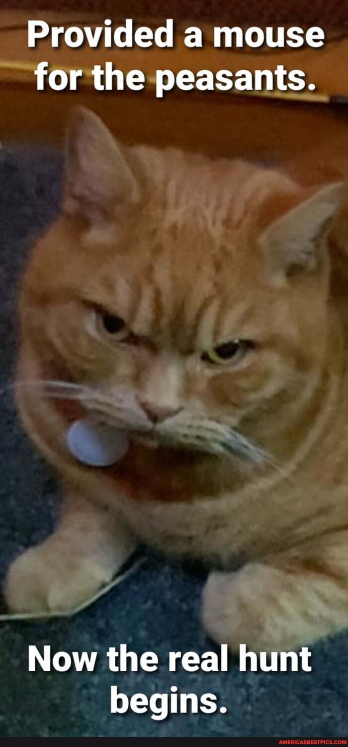 Provided a mouse
for the peasants.
Now the real hunt
begins.