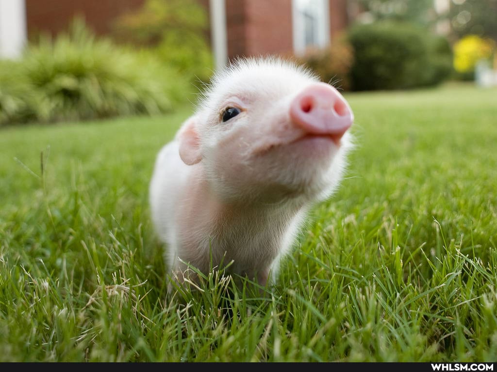 aww, baby_animals, wholesome, notpolitical