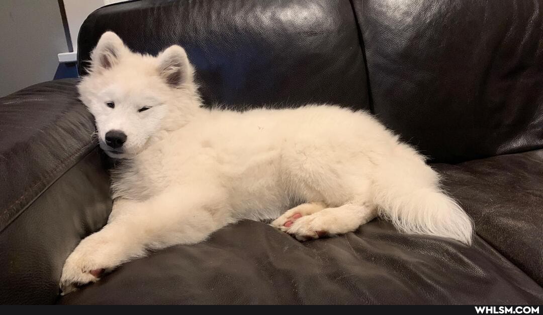 puppy, aww, baby_animals, fluffy