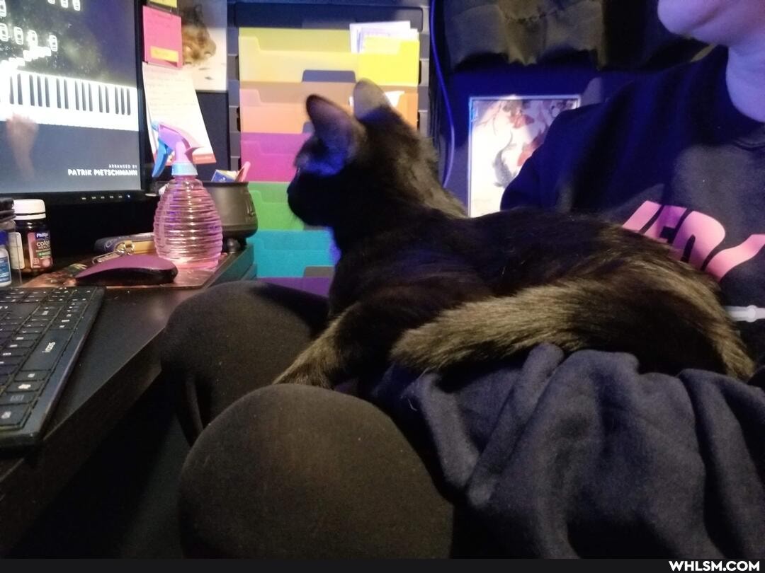 aww, cat, kitten
