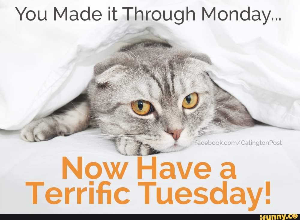 You Made it Through Monday... Now Have a Terrific Tuesday! - iFunny