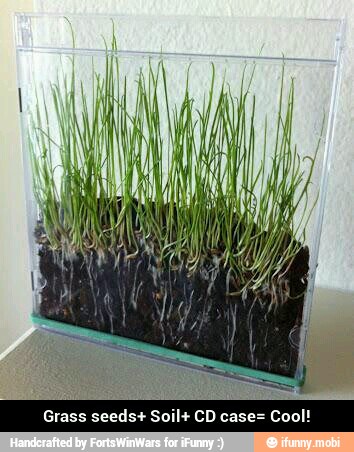 Grass seeds+ Soil+ CD case= Cool! - Grass seeds+ Soil+ CD case= Cool!