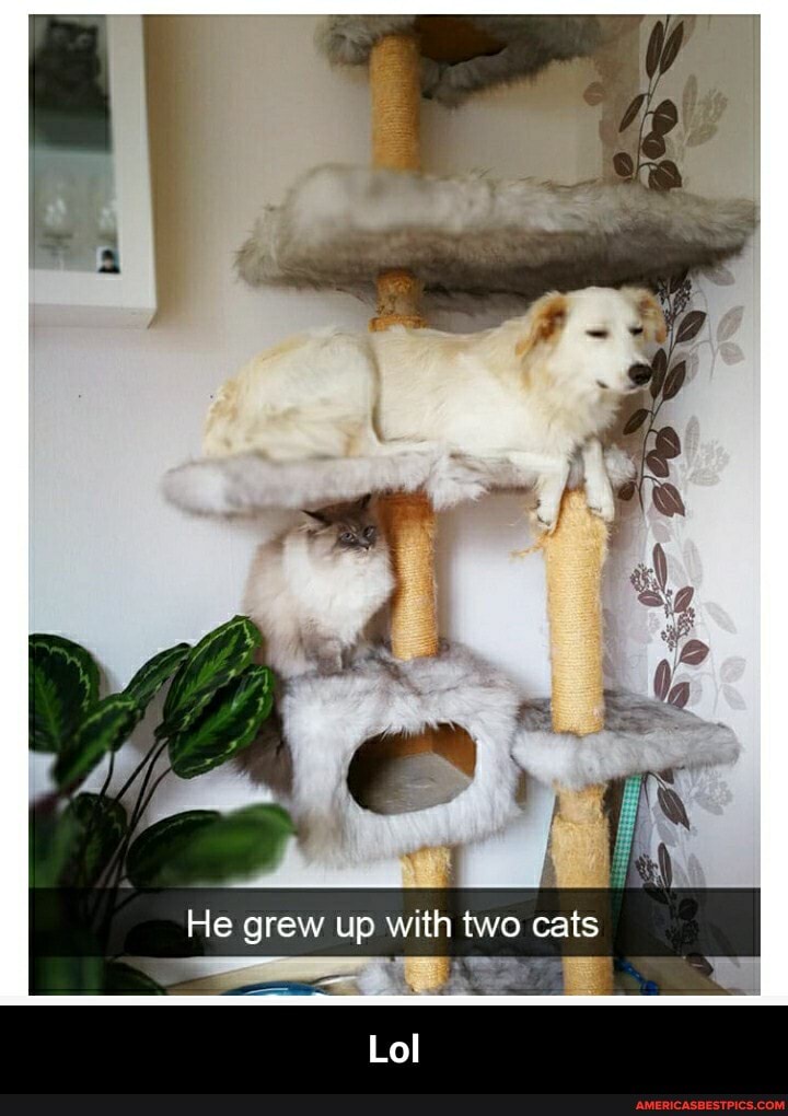 He grew up with two cats
Lol - Lol