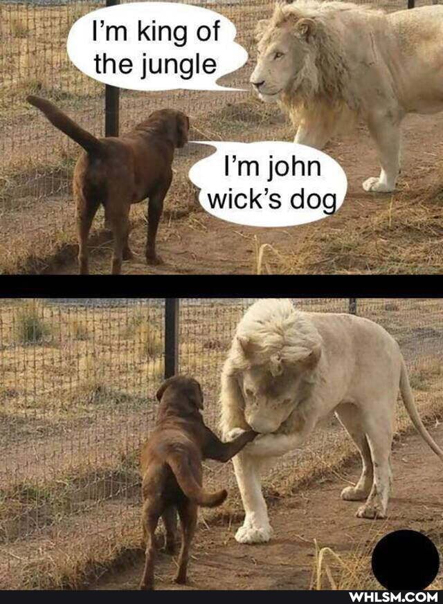 king of the jungle
dog