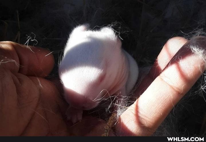 bunny, baby_animals, rabbit, bunbun, bunny_rabbit