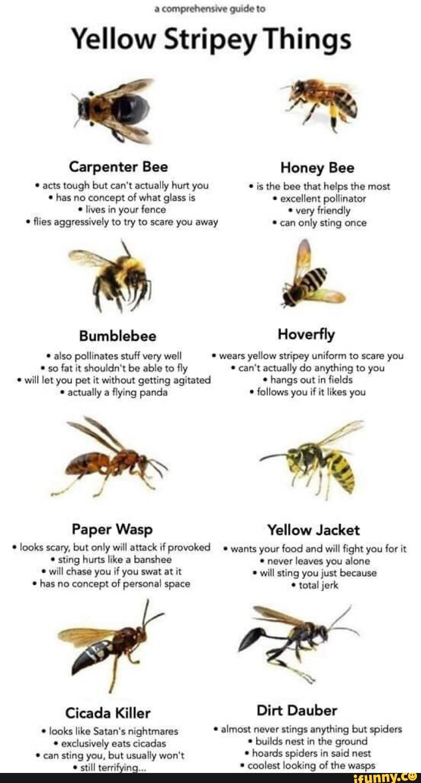 A comprehensive guide to Yellow Stripey Things Carpenter Bee Honey Bee