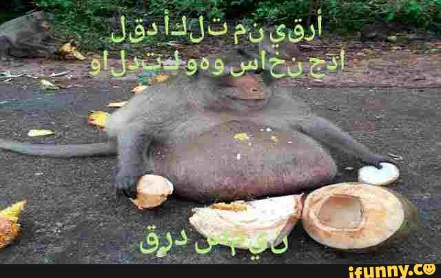 macaco, gordo, obeso, arabe, animais, shitpost, tendência