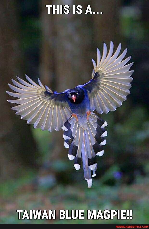 THIS IS A...
TAIWAN BLUE MAGPIE!