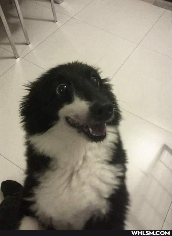 dog, cute_animal, doggo