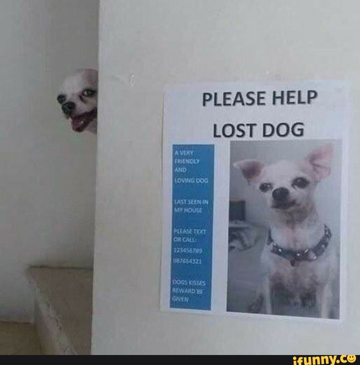 PLEASE HELP LOST DOG