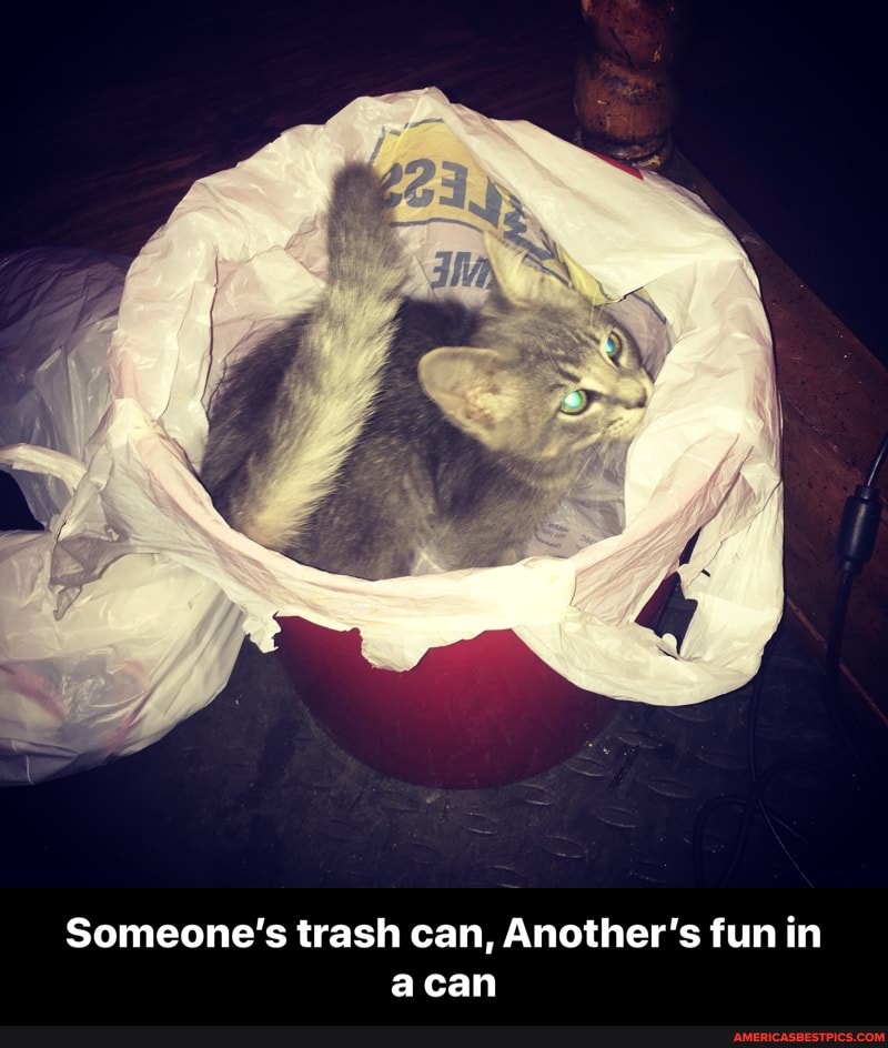 Someone's trash can, Another's fun in acan - Someone’s trash can, Another’s fun in a can