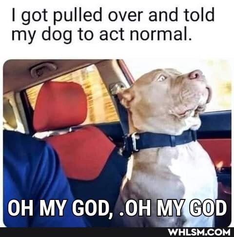 I got pulled over and told my dog to act normal.
OH MY GOD, .OH