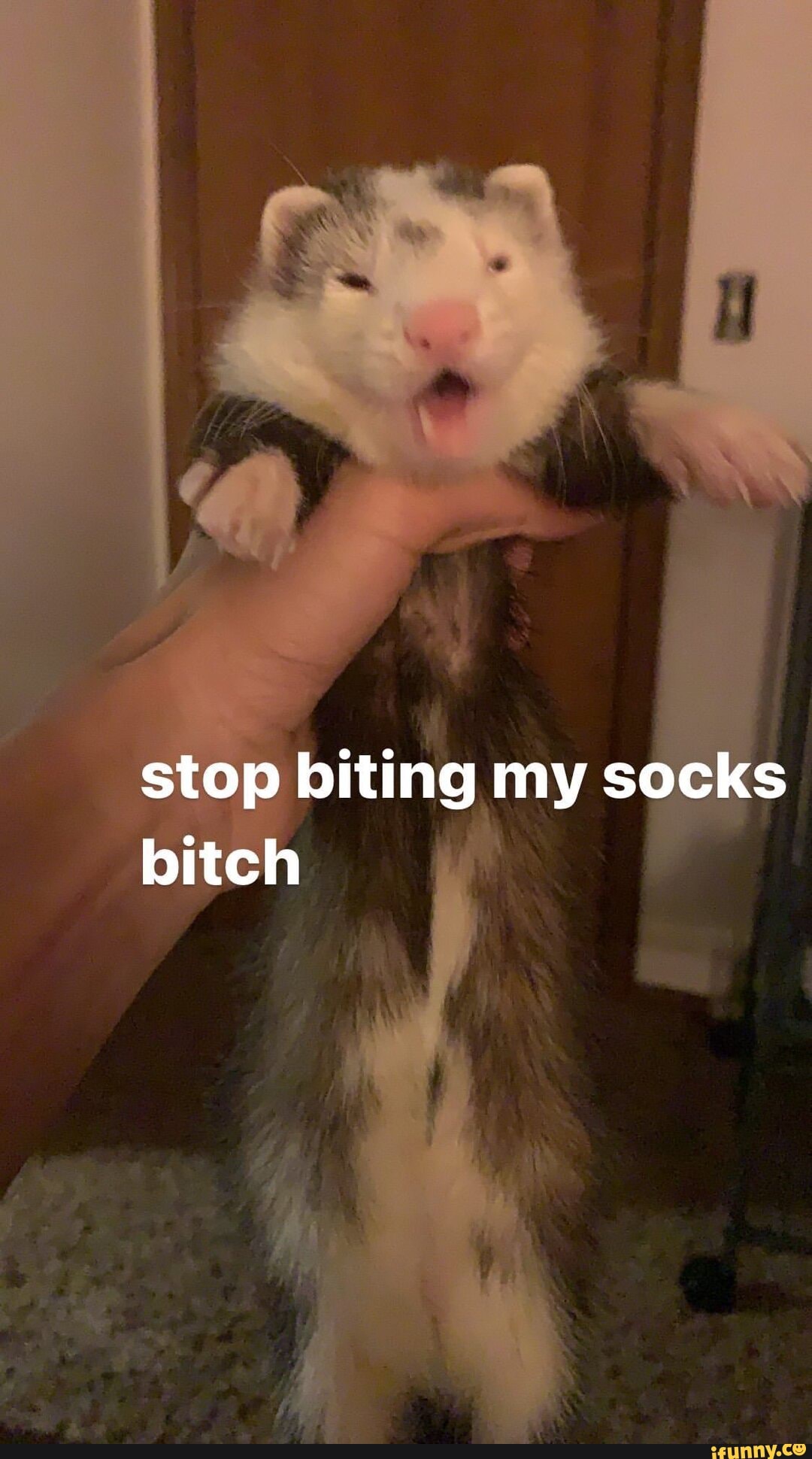 stop biting my socks bitch