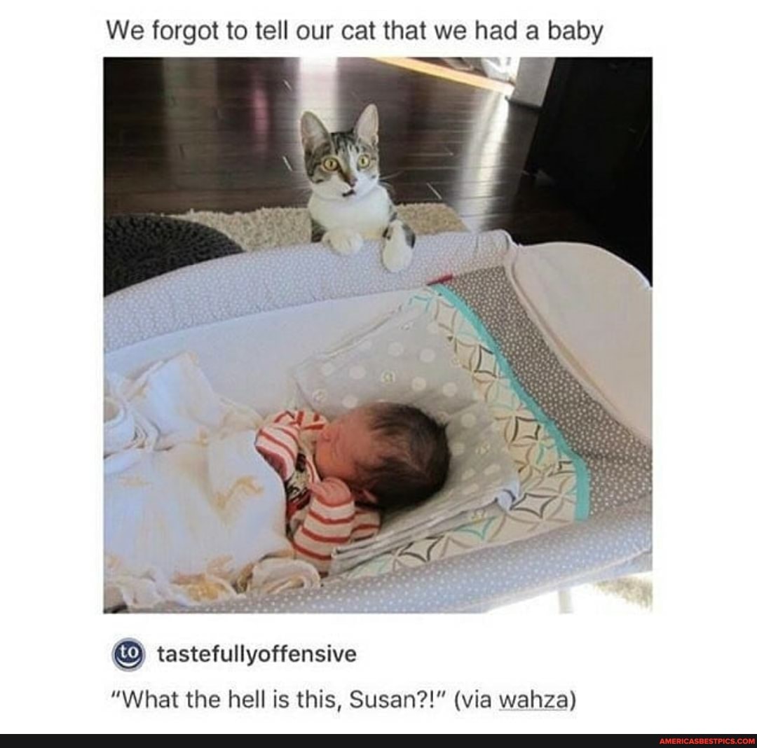 We forgot to tell our cat that we had a baby
"What the hell is this, Susan?!" (via wahza)