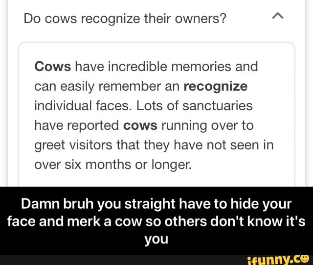 Do cows recognize their owners? Cows have incredible memories and can ...