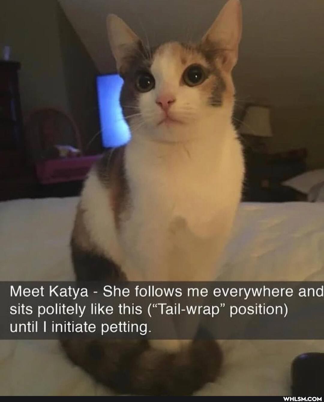 Meet Katya - She follows me everywhere and sits politely like this ("Tail-wrap" position)
until I initiate petting.