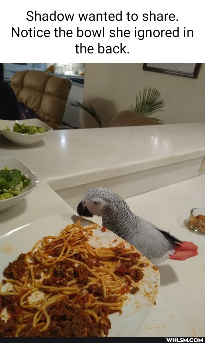 Shadow wanted to share.
Notice the bowl she ignored in the back.