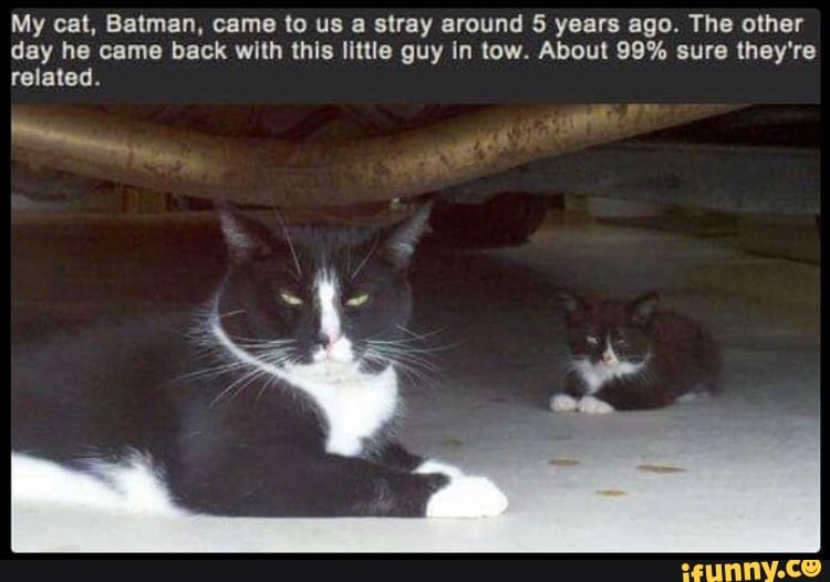 My cat, Batman, came to us a stray around 5 years ago. The other
day he came back with this little guy in tow. About 99% sure they're
related.