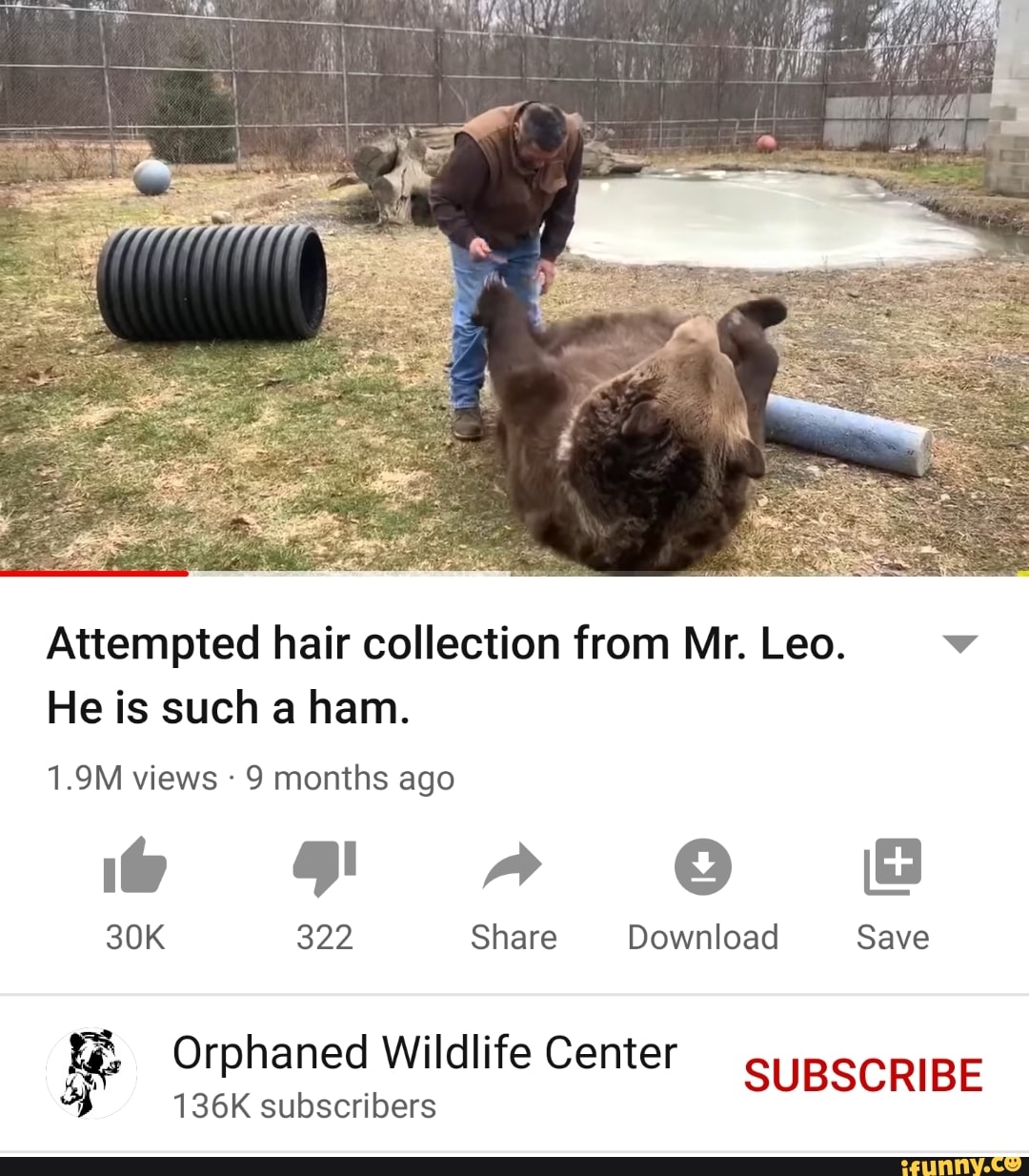 Attempted hair collection from Mr. Leo. v
He is such a ham.
1.9M views 9 months ago
A CO
322 Share Download Save
Orphaned Wildlife Center SUBSCRIBE
136K subscribers