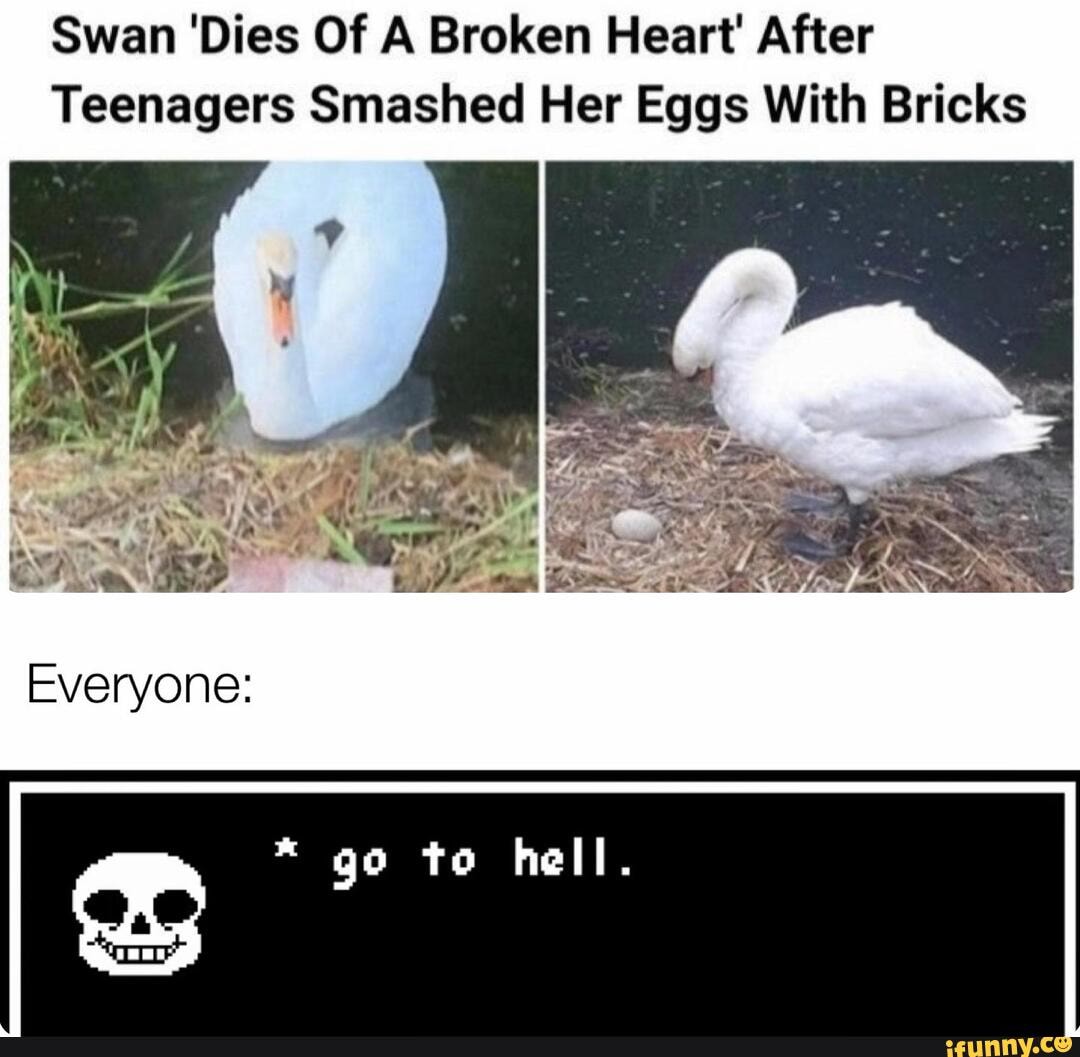 Swan 'Dies Of A Broken Heart' After
Teenagers Smashed Her Eggs With Bricks