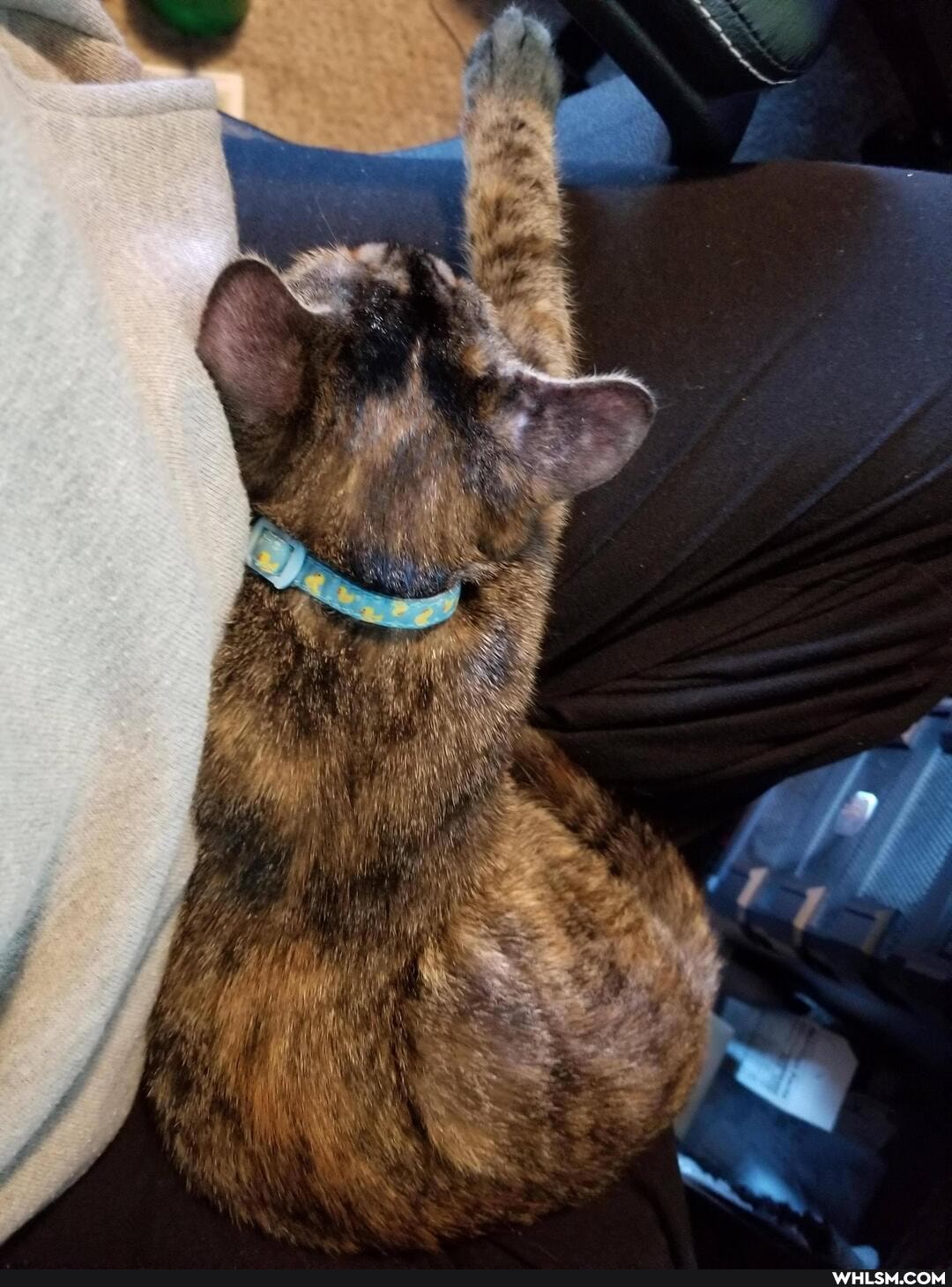 cat, aww, kittens