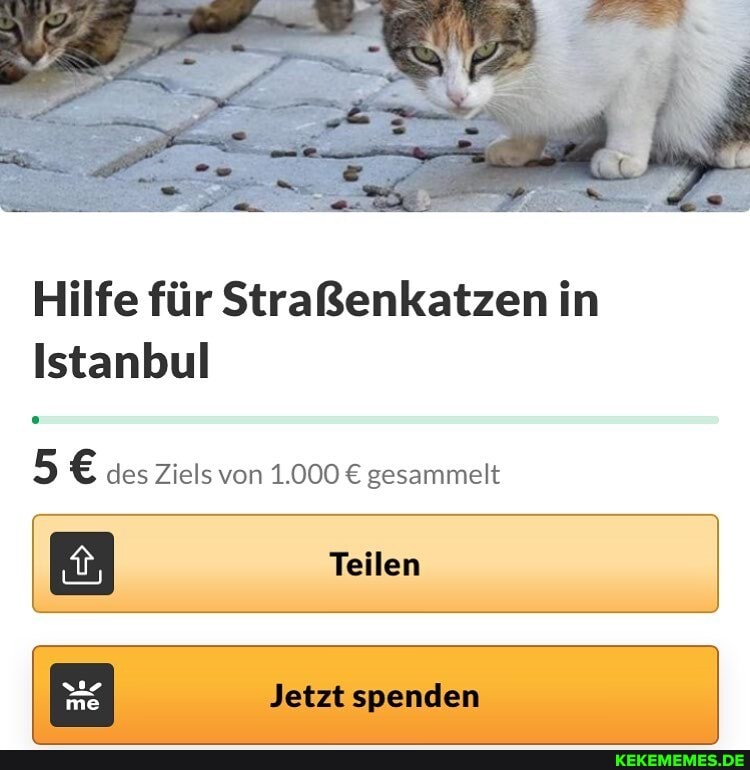 Hilfe für Straßenkatzen in
Istanbul
5 des Ziels von 1.000 gesammelt
I Teilen I I Jetzt spenden I
