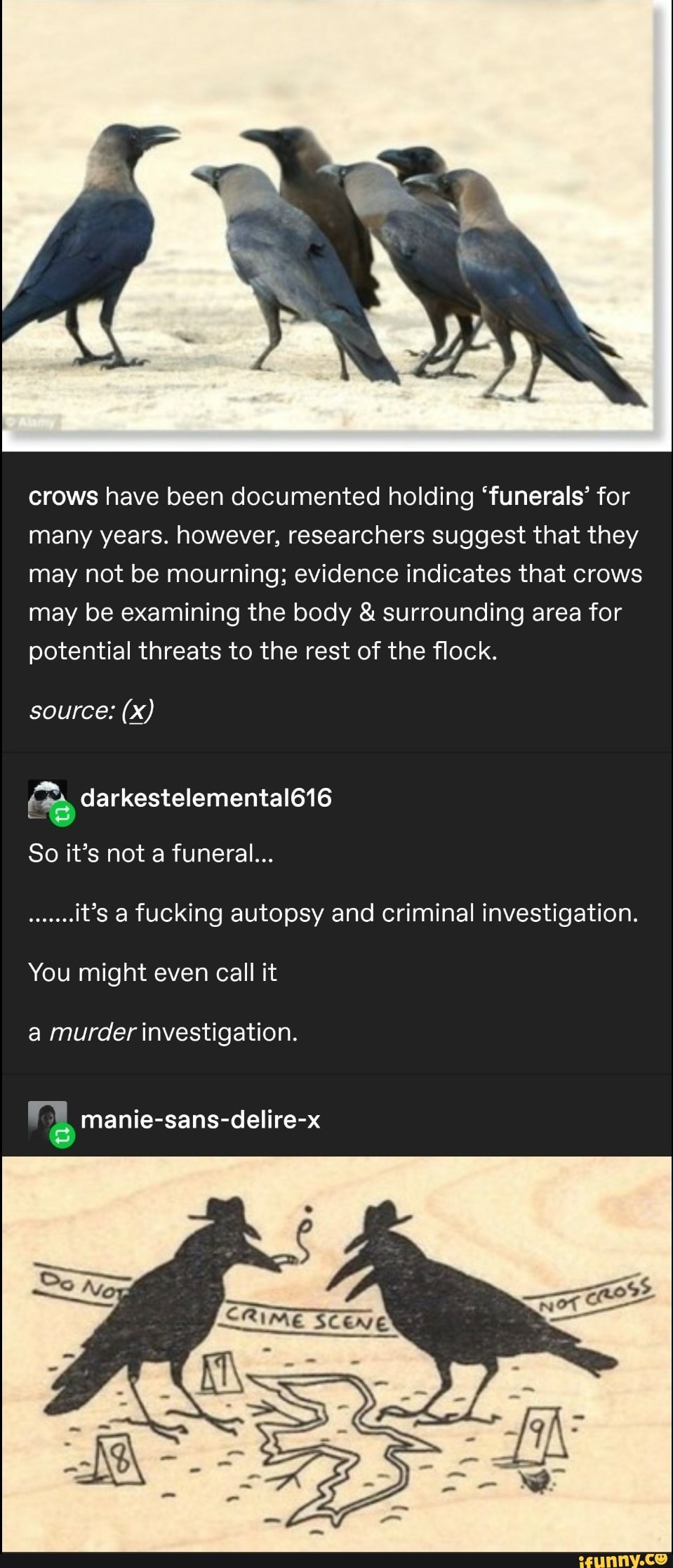 Crows have been documented holding 'funerals' for many years. however