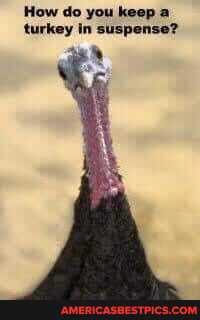 How do you keep a turkey in suspense?