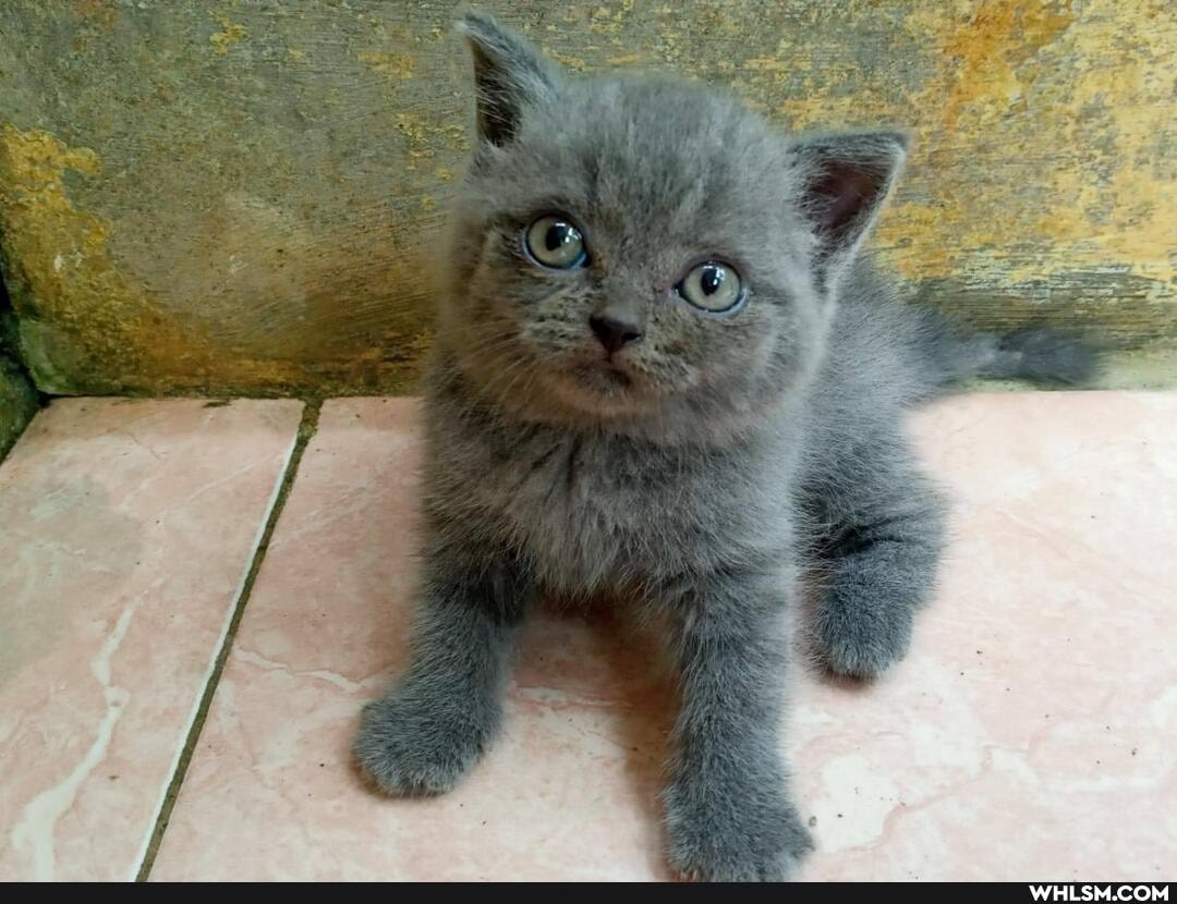 cat, cats, love
