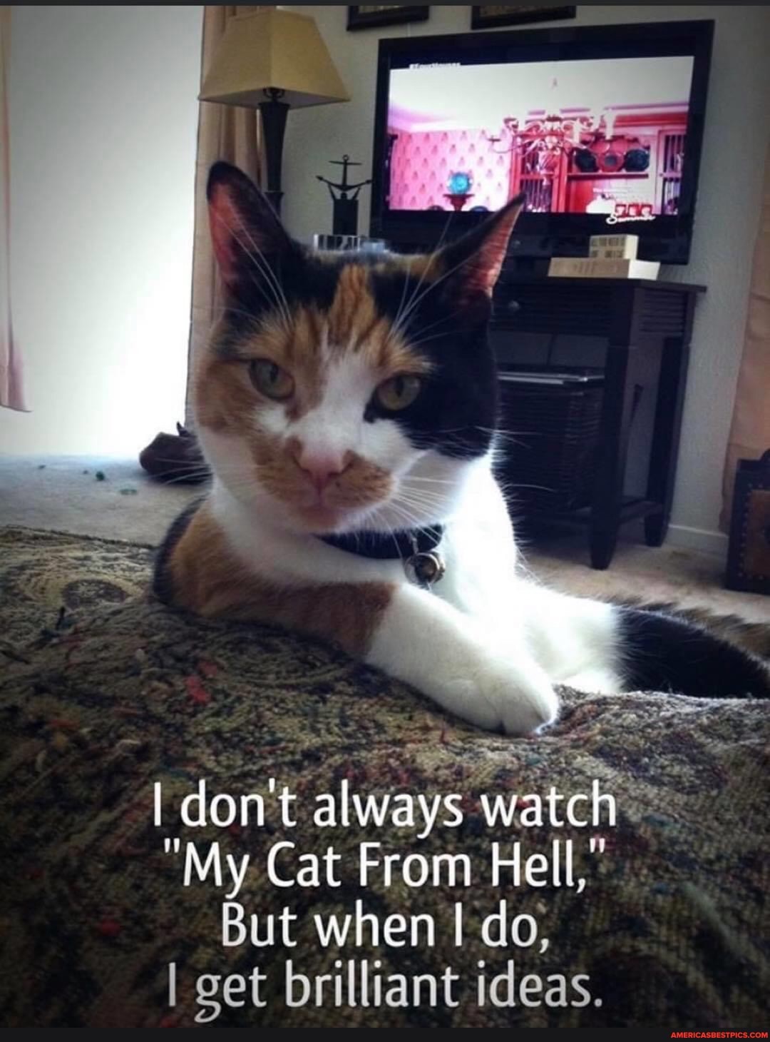 I don't always watch tell,"
My Cat From Hell,"
tell,"
But when do,
I get brilliant ideas